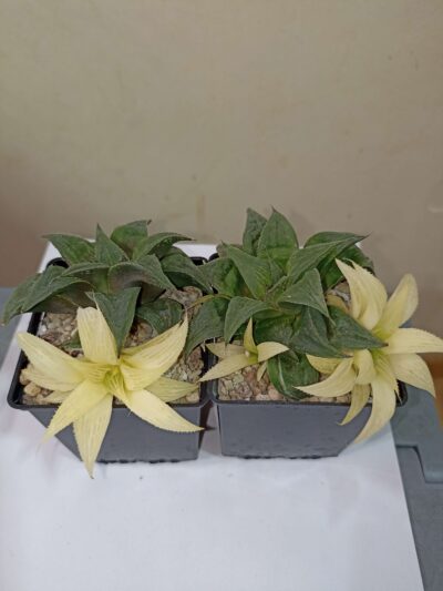 Haworthia Magnifica Mayaki Variegata