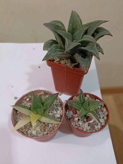 Haworthia magnifica f.variegata HF-30 'Mayaki' - Зображення 2