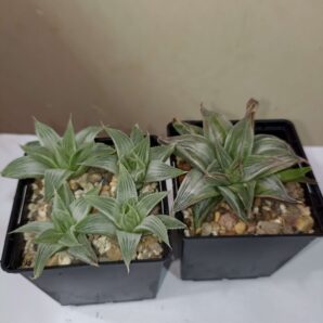 Haworthia Grey Ghost Variegata