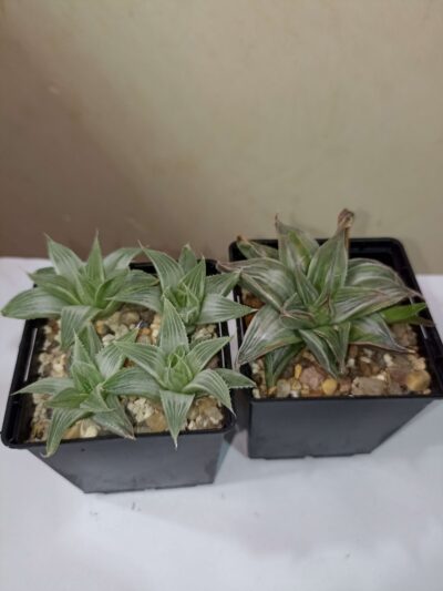Haworthia Grey Ghost Variegata