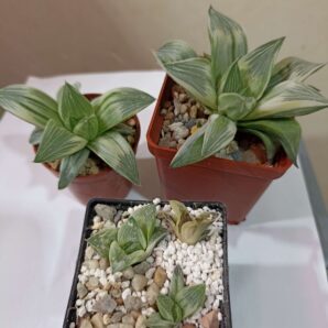 Haworthia Retusa Milky Way