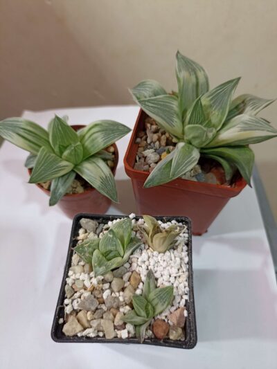 Haworthia Retusa Milky Way