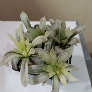 Haworthia Cooperi Variegata Детки