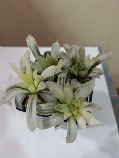 Haworthia Cooperi Variegata Детки