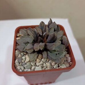 Haworthia Christmas candle