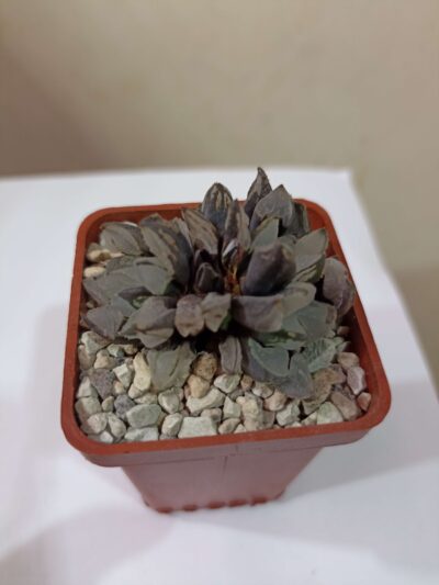 Haworthia Christmas candle