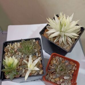 Haworthia Vittata Variegata