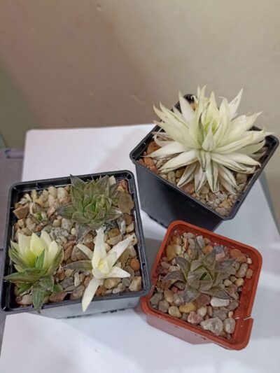 Haworthia Vittata Variegata