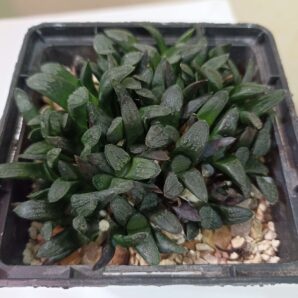 Haworthia Correcta Circuit Board Hybr