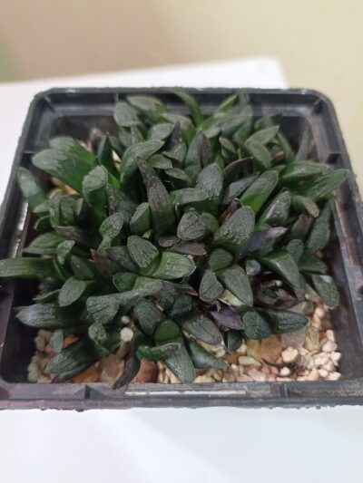 Haworthia Correcta Circuit Board Hybr