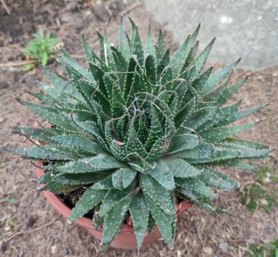 Aloe aristata - Зображення 2