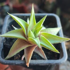 Haworthia limifolia var. ubomboensis