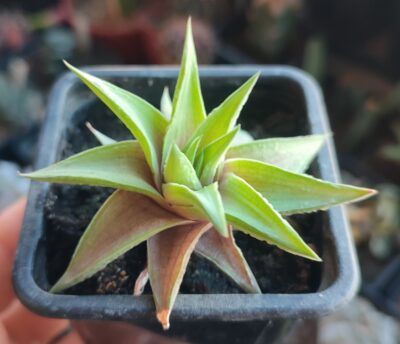 Haworthia limifolia var. ubomboensis