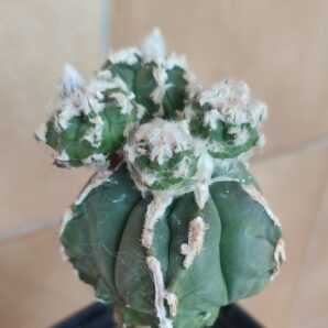 Astrophytum myriostigma Hakujo Fukuryu