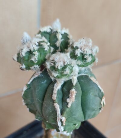 Astrophytum myriostigma Hakujo Fukuryu