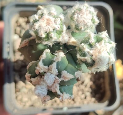 Astrophytum myriostigma Hakujo Fukuryu - Зображення 2