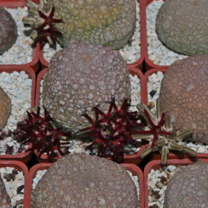 Насіння Pseudolithos eylensis (type 2)