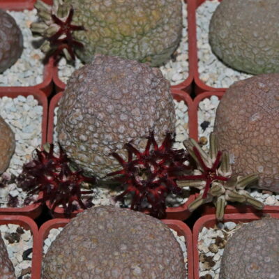 Насіння Pseudolithos eylensis (type 2)