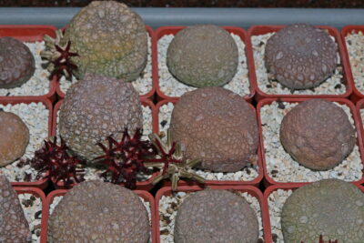Насіння Pseudolithos eylensis (type 2) - Зображення 2