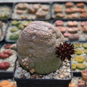 Насіння Pseudolithos eylensis (type 1)