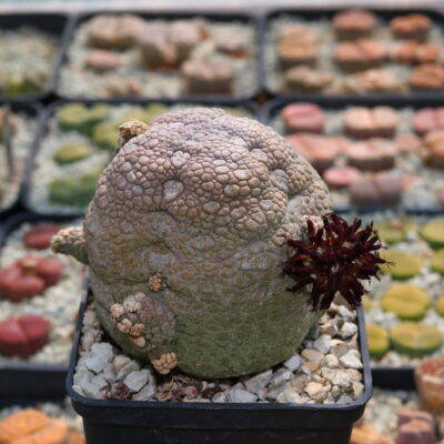 Насіння Pseudolithos eylensis (type 1)
