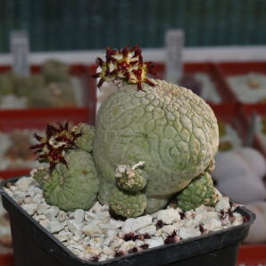 Насіння Pseudolithos migiurtinus