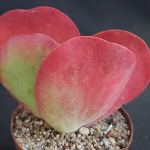 Kalanchoe thyrsiflora