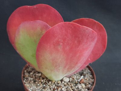 Kalanchoe thyrsiflora