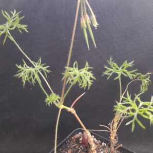 Pelargonium aridum