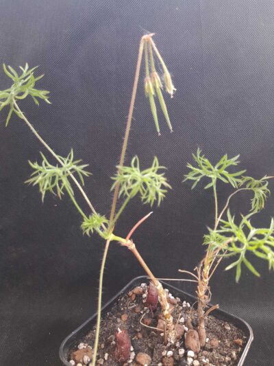 Pelargonium aridum