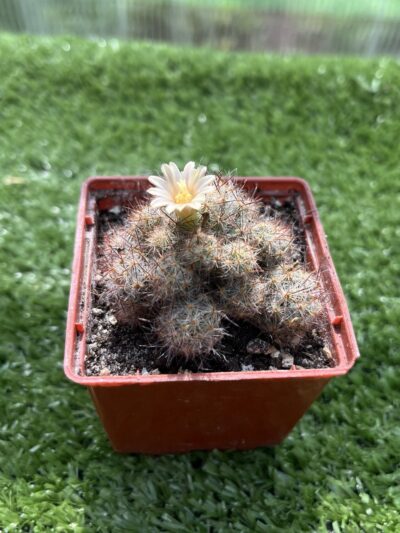 Mammillaria prolifera - Зображення 5