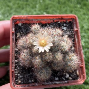 Mammillaria prolifera