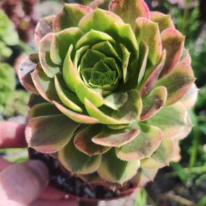 Aeonium Fiesta