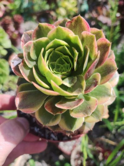 Aeonium Fiesta