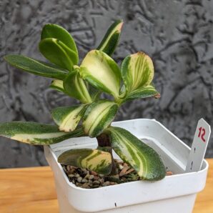 Crassula Return of Beauty