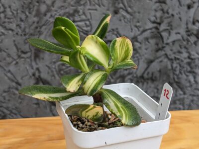 Crassula Return of Beauty
