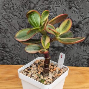 Crassula Hummel's Ghost