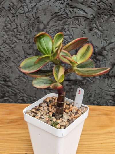 Crassula Hummel's Ghost