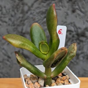 Crassula Red Horn Tree