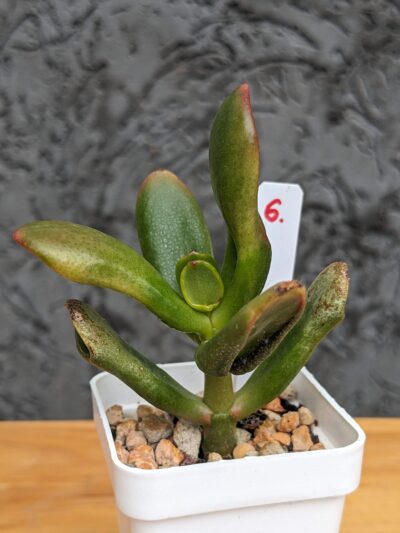 Crassula Red Horn Tree