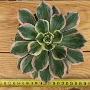 Aeonium Sunburst