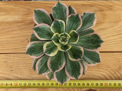 Aeonium Sunburst