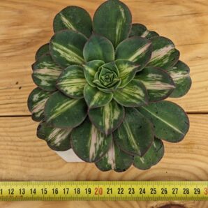 Aeonium Lemon Lime, Fly