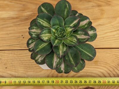 Aeonium Lemon Lime, Fly