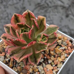 Aeonium Bronze Medal Variegated