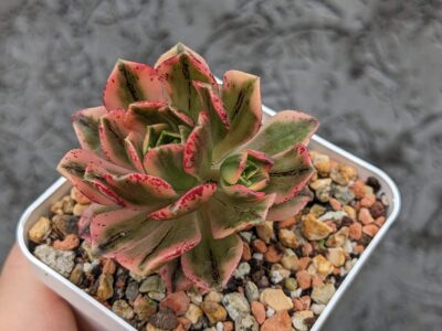 Aeonium Bronze Medal Variegated
