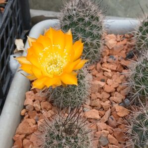 Lobivia haematantha v.elongata MN 19
