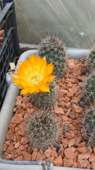 Lobivia haematantha v.elongata MN 19