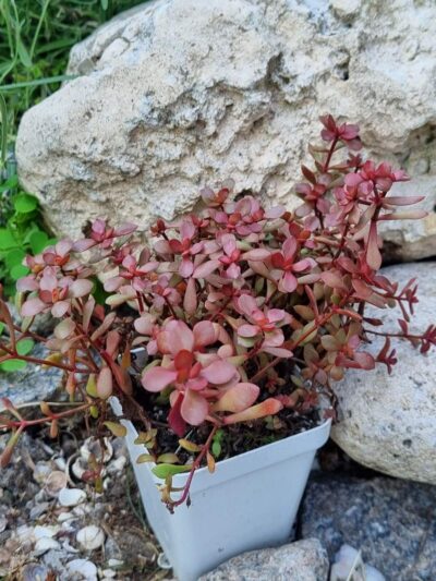 Crassula Radicans - Зображення 2