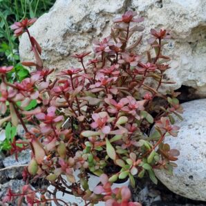 Crassula Radicans